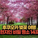 후쿠오카 벚꽃 여행  현지인 비밀 명소 14곳