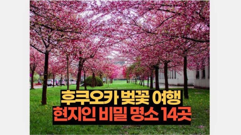 후쿠오카 벚꽃 여행  현지인 비밀 명소 14곳