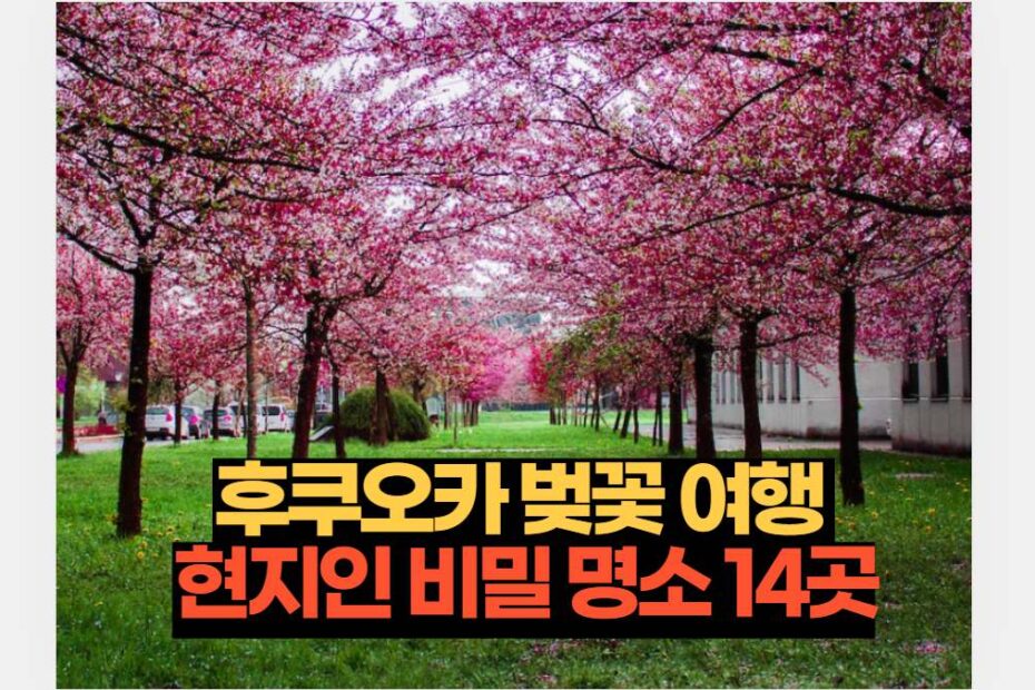 후쿠오카 벚꽃 여행  현지인 비밀 명소 14곳